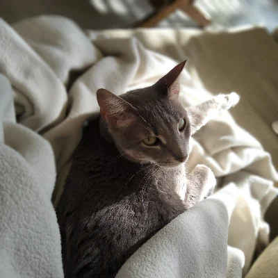 Avatar