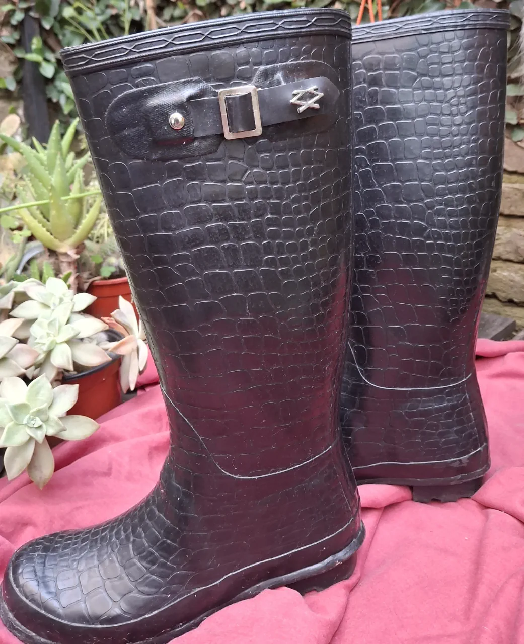 Sarkany · Talle AR 37