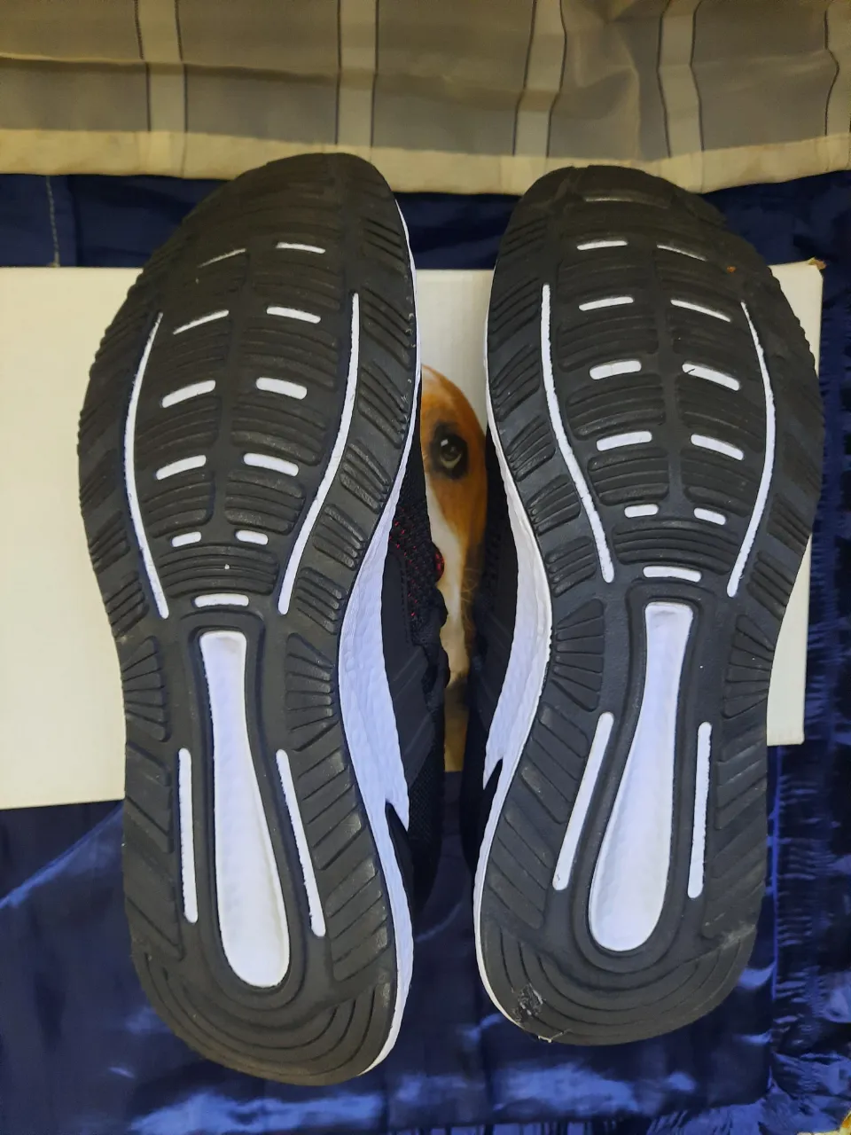Zapatillas Hush Puppies miniatura 5